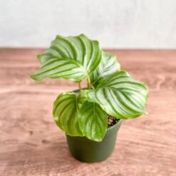Calathea Orbifolia - Round Leaf Prayer Plant - Various Sizes -Eds Plant Shop calathea orbifolia round leaf prayer plant various sizes 888110