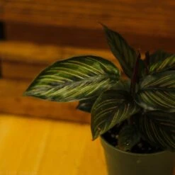 Calathea Ornata 'Beauty Star' -Eds Plant Shop calathea ornata beauty star 4 inch 311304