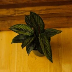 Calathea Ornata 'Beauty Star' -Eds Plant Shop calathea ornata beauty star 4 inch 312036