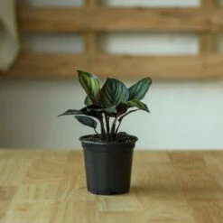 Calathea Ornata 'Beauty Star' -Eds Plant Shop calathea ornata beauty star 4 inch 453381