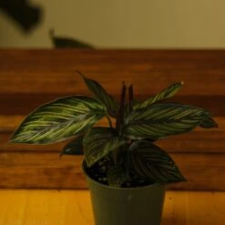 Calathea Ornata 'Beauty Star' -Eds Plant Shop calathea ornata beauty star 4 inch 534900