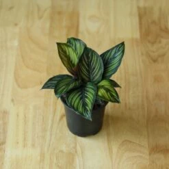 Calathea Ornata 'Beauty Star' -Eds Plant Shop calathea ornata beauty star 4 inch 584179