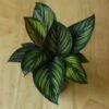 Calathea Ornata 'Beauty Star' 1 Calathea Ornata 'Beauty Star' -Eds Plant Shop calathea ornata beauty star 4 inch 944120