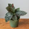 Calathea Ornata 'Pinstripe' Prayer Plant -Eds Plant Shop calathea ornata pinstripe prayer plant various sizes 588231