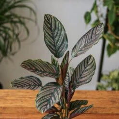 Calathea Ornata 'Pinstripe' Prayer Plant -Eds Plant Shop calathea ornata pinstripe prayer plant various sizes 711544