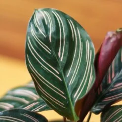 Calathea Ornata 'Pinstripe' Prayer Plant -Eds Plant Shop calathea ornata pinstripe prayer plant various sizes 726809