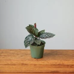 Calathea Ornata 'Pinstripe' Prayer Plant -Eds Plant Shop calathea ornata pinstripe prayer plant various sizes 757964