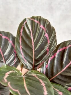 Calathea Roseopicta 'Dottie' - Drama Queen -Eds Plant Shop calathea roseopicta dottie drama queen various sizes 142128