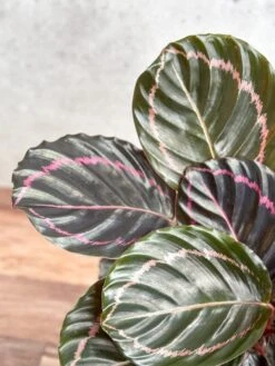 Calathea Roseopicta 'Dottie' - Drama Queen -Eds Plant Shop calathea roseopicta dottie drama queen various sizes 460386