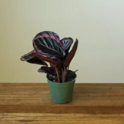 Calathea Roseopicta 'Dottie' - Drama Queen -Eds Plant Shop calathea roseopicta dottie drama queen various sizes 658992