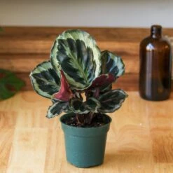 Calathea Roseopicta 'Medallion’ -Eds Plant Shop calathea roseopicta medallion 308405