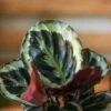 Calathea Roseopicta 'Medallion’ -Eds Plant Shop calathea roseopicta medallion 543012