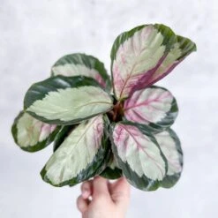 Calathea 'Rosy' - Rosy Calathea -Eds Plant Shop calathea rosy rosy calathea various sizes 950981