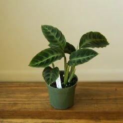 Calathea Warscewiczii Tigrina 'Jungle Velvet' -Eds Plant Shop calathea warscewiczii tigrina jungle velvet 513105