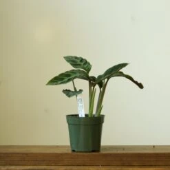 Calathea Warscewiczii Tigrina 'Jungle Velvet' -Eds Plant Shop calathea warscewiczii tigrina jungle velvet 945741