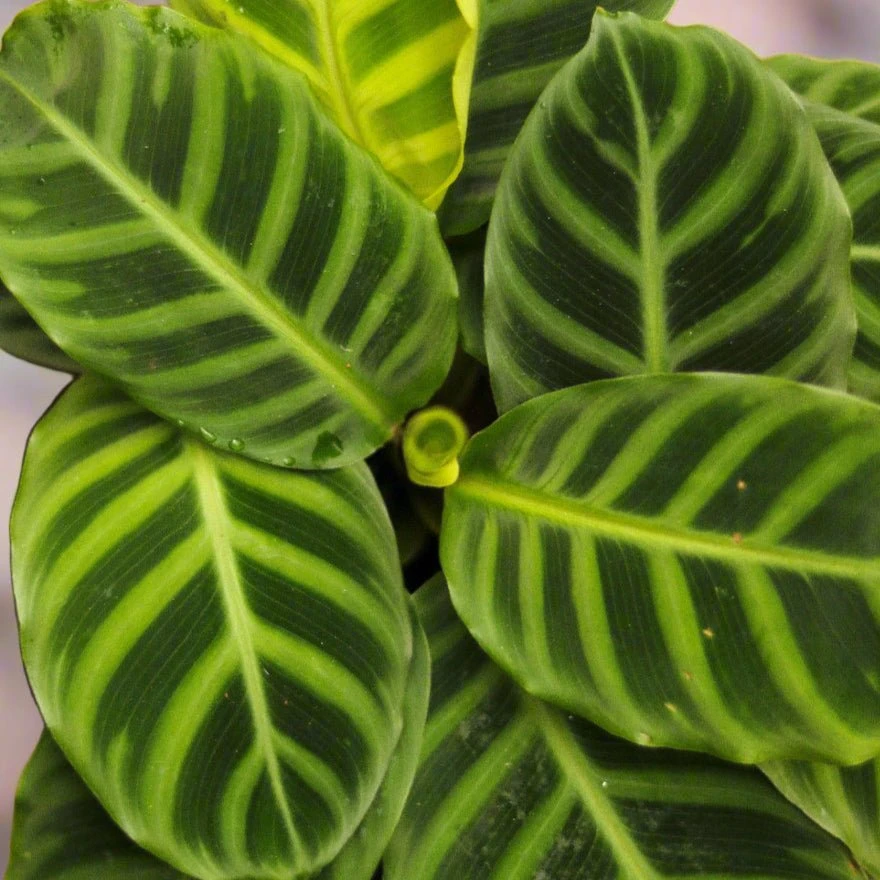 Calathea Zebrina 'Zebra Plant' 4 Calathea Zebrina 'Zebra Plant' - Image 2