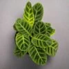 Calathea Zebrina 'Zebra Plant' 1 Calathea Zebrina 'Zebra Plant' -Eds Plant Shop calathea zebrina zebra plant 901549
