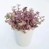 Callisia Repens ‘Pink Passion’ – Pink Passion Turtle Vine -Eds Plant Shop callisia repens pink passion pink passion turtle vine 35 inch 988273