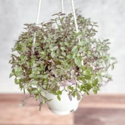 Callisia Repens Pink Passion - Turtle Vine Hanging Basket -Eds Plant Shop callisia repens pink passion turtle vine hanging basket 326381