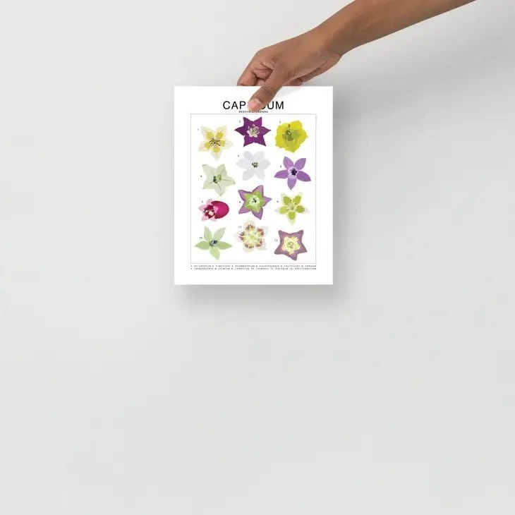 Capsicum (Pepper) Species ID Chart - Botanical Art Print 8x10 5 Capsicum (Pepper) Species ID Chart - Botanical Art Print 8x10 - Image 3