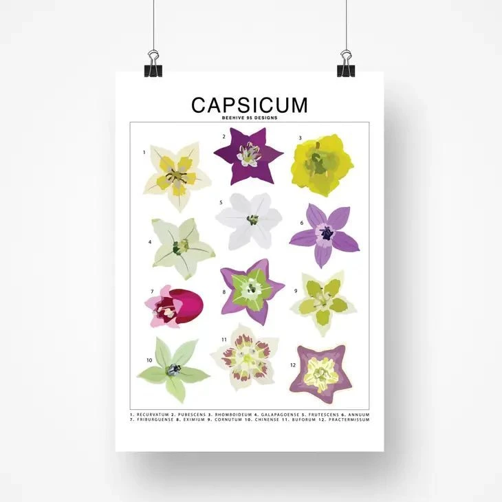 Capsicum (Pepper) Species ID Chart - Botanical Art Print 8x10 4 Capsicum (Pepper) Species ID Chart - Botanical Art Print 8x10 - Image 2