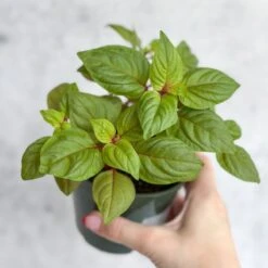 Celosia Argenta - New Look Celosia -Eds Plant Shop celosia argenta new look celosia 801010