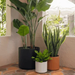 Ceramic Cylinder Planter By Solid Goods With Optional Mahogany Stand 24 Ceramic Cylinder Planter By Solid Goods With Optional Mahogany Stand -Eds Plant Shop ceramic cylinder planter by solid goods with optional mahogany stand 1756261