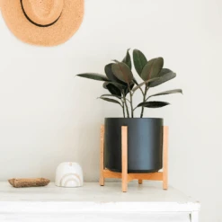 Ceramic Cylinder Planter By Solid Goods With Optional Mahogany Stand 31 Ceramic Cylinder Planter By Solid Goods With Optional Mahogany Stand -Eds Plant Shop ceramic cylinder planter by solid goods with optional mahogany stand 1872922