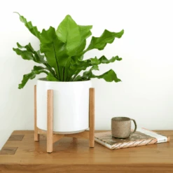 Ceramic Cylinder Planter By Solid Goods With Optional Mahogany Stand 33 Ceramic Cylinder Planter By Solid Goods With Optional Mahogany Stand -Eds Plant Shop ceramic cylinder planter by solid goods with optional mahogany stand 3652419
