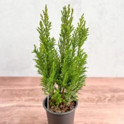 False Cypress ‘Ellwoodii’ – Compact Lawson Cypress, Mini Christmas Tree Plant