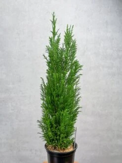 False Cypress ‘Ellwoodii’ – Compact Lawson Cypress, Mini Christmas Tree Plant -Eds Plant Shop chamaecyparis lawsoniana ellwoodii false cypress various sizes 555538