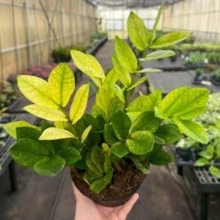 Chameleon ZZ Plant – Variegated Zamioculcas -Eds Plant Shop chameleon zz plant variegated zamioculcas 353754