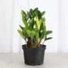 Chameleon ZZ Plant – Variegated Zamioculcas 2 Chameleon ZZ Plant – Variegated Zamioculcas -Eds Plant Shop chameleon zz plant variegated zamioculcas 508369