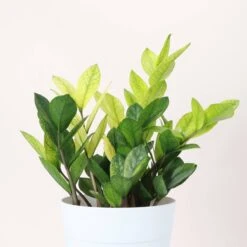 Chameleon ZZ Plant – Variegated Zamioculcas -Eds Plant Shop chameleon zz plant variegated zamioculcas 525416