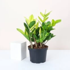 Chameleon ZZ Plant – Variegated Zamioculcas -Eds Plant Shop chameleon zz plant variegated zamioculcas 530601