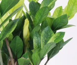 Chameleon ZZ Plant – Variegated Zamioculcas -Eds Plant Shop chameleon zz plant variegated zamioculcas 785778