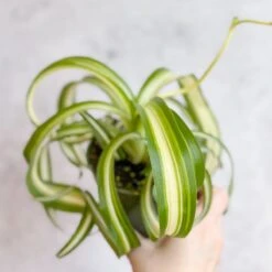 Chlorophytum Comosum 'Bonnie' - Bonnie Spider Plant -Eds Plant Shop chlorophytum comosum bonnie bonnie spider plant various sizes 958790