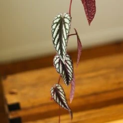 Cissus Discolor ‘Rex Begonia Vine’ -Eds Plant Shop cissus discolor rex begonia vine 546018