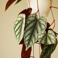 Cissus Discolor ‘Rex Begonia Vine’ -Eds Plant Shop cissus discolor rex begonia vine 622070