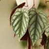 Cissus Discolor ‘Rex Begonia Vine’ -Eds Plant Shop cissus discolor rex begonia vine 633568