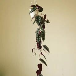 Cissus Discolor ‘Rex Begonia Vine’ -Eds Plant Shop cissus discolor rex begonia vine 745896