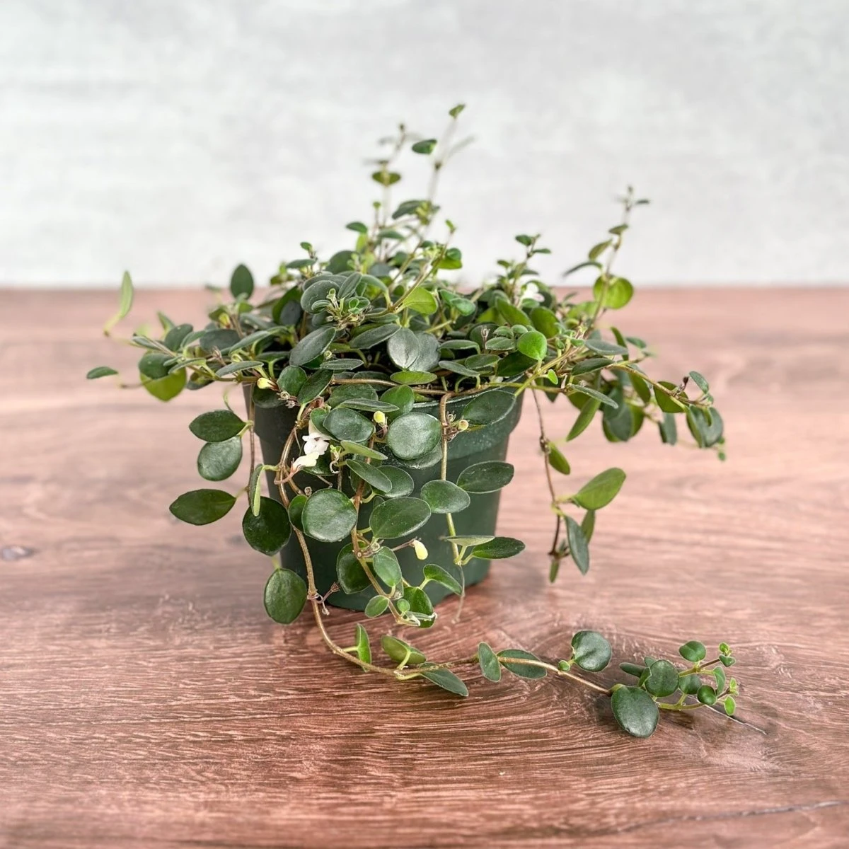 Codonanthe Devosiana 'Paula' - Codonanthe 4 Codonanthe Devosiana 'Paula' - Codonanthe - Image 2