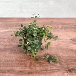 Codonanthe Devosiana 'Paula' - Codonanthe 7 Codonanthe Devosiana 'Paula' - Codonanthe -Eds Plant Shop codonanthe devosiana paula codonanthe 395242