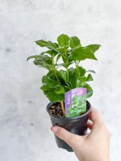 Coffea Arabica - ‘Coffee Plant’ -Eds Plant Shop coffea arabica coffee plant various sizes 315102