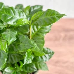 Coffea Arabica - ‘Coffee Plant’ -Eds Plant Shop coffea arabica coffee plant various sizes 575301