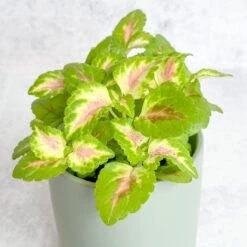 Coleus Wizard Coral - Wizard Coral Sunshine Coleus -Eds Plant Shop coleus wizard coral wizard coral sunshine coleus various sizes 485777