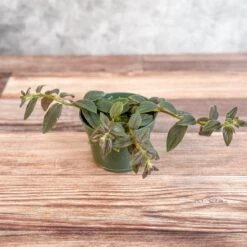 Columnea 'Chocolate Soldier - Chocolate Soldier Goldfish Plant Hanging Basket -Eds Plant Shop columnea chocolate soldier chocolate soldier goldfish plant hanging basket 473851