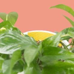 Compostable Gnat Traps – Non-Toxic, Plant-Safe Pest Control 11 Compostable Gnat Traps – Non-Toxic, Plant-Safe Pest Control -Eds Plant Shop compostable gnat traps non toxic plant safe pest control 694129