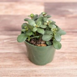 Jade Plant (Crassula Ovata) – Easy-Care Money Succulent 12 Jade Plant (Crassula Ovata) – Easy-Care Money Succulent -Eds Plant Shop crassula argentina jade plant 4 inch 392759