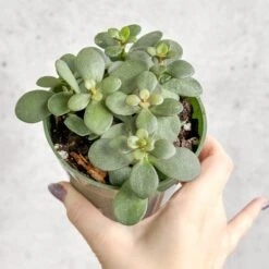 Jade Plant (Crassula Ovata) – Easy-Care Money Succulent 14 Jade Plant (Crassula Ovata) – Easy-Care Money Succulent -Eds Plant Shop crassula argentina jade plant 4 inch 423417
